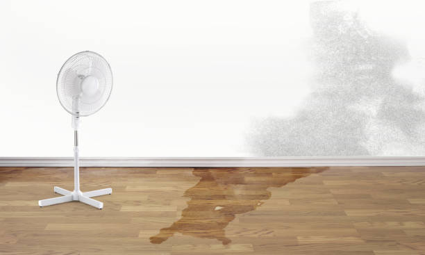 Best Water damage contractors near me  in Stone Park, IL