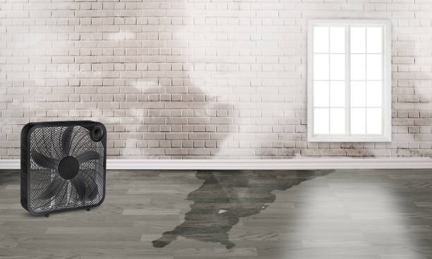 Best Water damage restoration cost  in Stone Park, IL